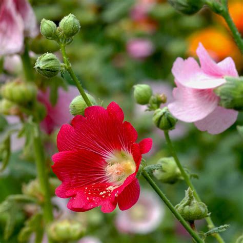 蜀葵花語|蜀葵的花语和传说